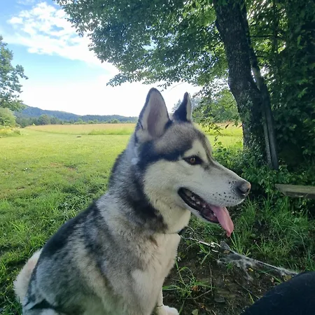 Notranjska Hisa - Traditional Country House, Close To The World Attraction Cerknica Tatil Evi