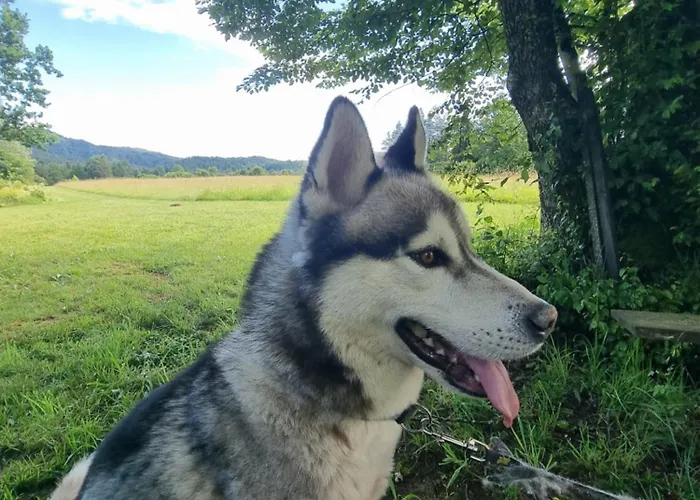 Notranjska Hisa - Traditional Country House, Close To The World Attraction Cerknica בית נופש